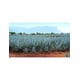 thumbnail image 3 of Pack de 12 Tequila El Charro Reposado Dos Botellas 750 ml, 3 of 3