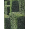 thumbnail image 1 of Ahgly Company Indoor Rectangle Patterned Green Novelty Area Rugs, Swatch Sample, 1 of 6