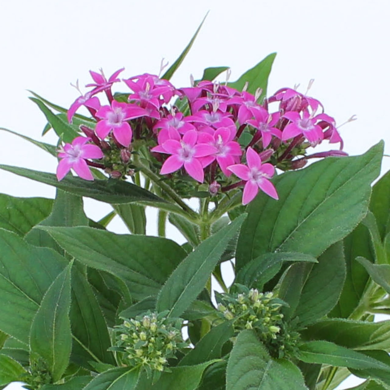 Better Homes & Gardens 1.5PT Purple Pentas Live Annual Plant Sun 5-Pack