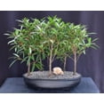 thumbnail image 2 of Willow Leaf Ficus Bonsai Tree Plant 5 Tree Forest Group (ficus nerifolia/salicafolia), 2 of 2