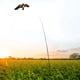 thumbnail image 2 of Cometa repelente de aves Sincero protectora de cultivos con poste telescópico de 7 m, 2 of 10