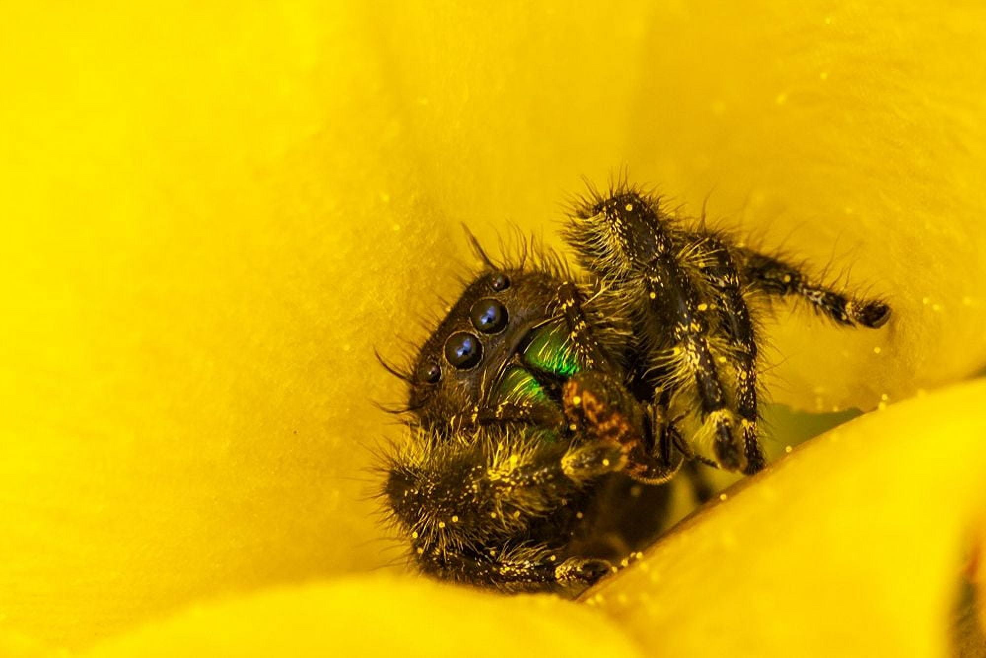 Jaynes Gallery 14x11 White Modern Wood Framed Museum Art Print Titled - Texas-McMullen County Jumping spider inside prickly pear cactus blossom