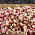 thumbnail image 3 of 10 Egyptian Walking Onion Bulbs for Planting Outdoors, Ready to Plant, Heirloom, Well Rooted Egyptian Walking Onions Bulbs, 3 of 5