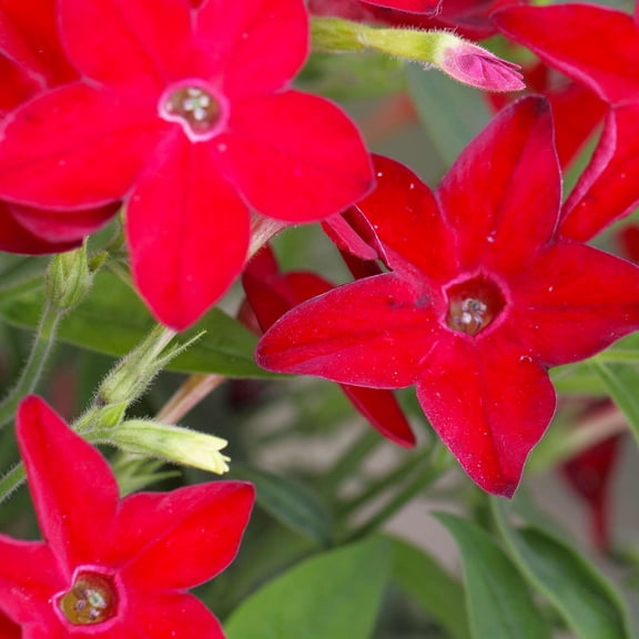 Nicotaina Flower Garden Seeds - Starmaker Series: Bright Red - 1000 Seeds - Annual Flower Gardening Seeds - Nicotaina alata