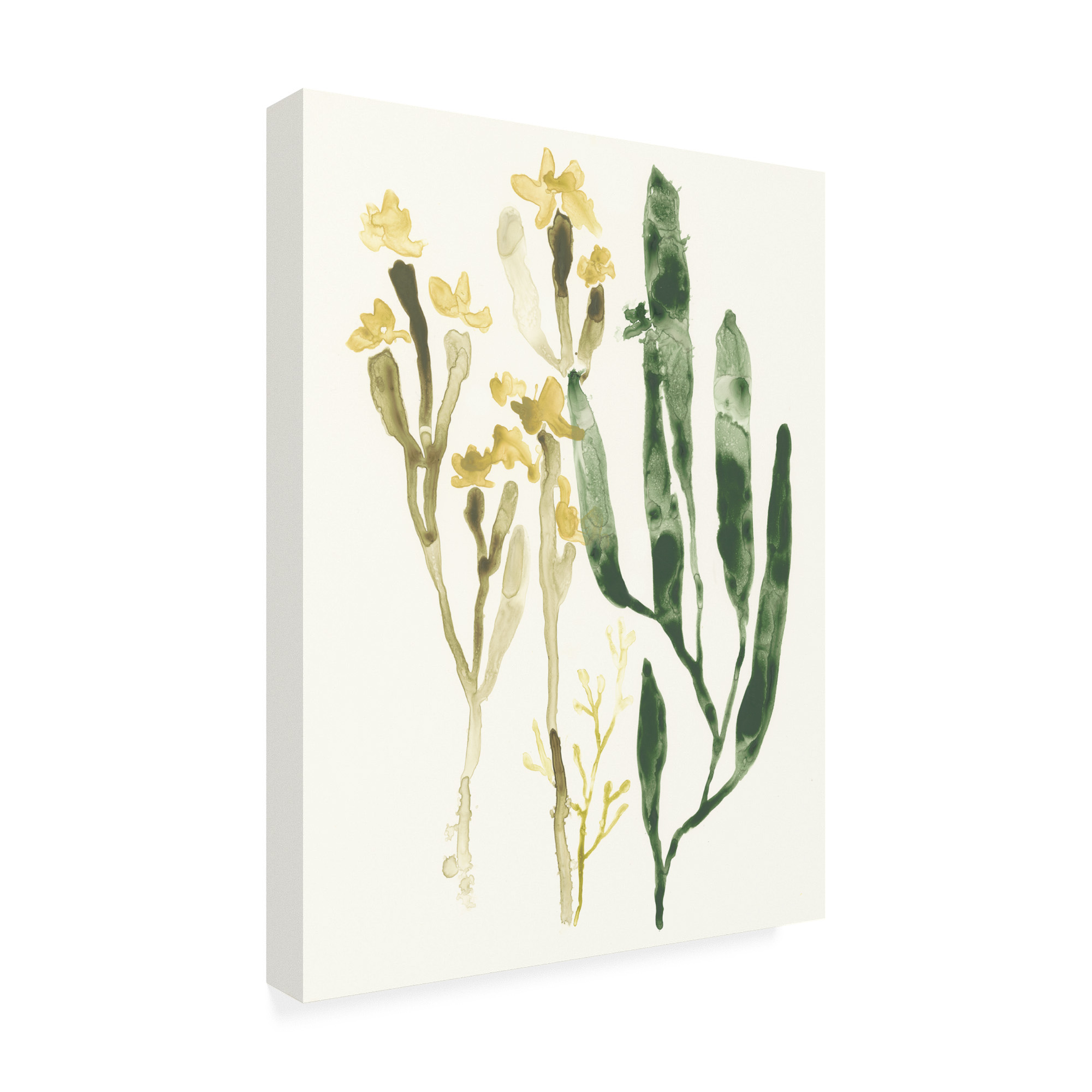 Trademark Fine Art 'Kelp Collection IV' Canvas Art by June Erica Vess