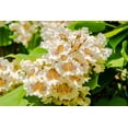 thumbnail image 4 of 2 Catalpa Tree Live Plants – Hardy Flowering Shade Tree (Catalpa speciosa) – Large Heart-Shaped Leaves & Showy White Blooms – Fast Growing Landscape Tree – 1–2 Ft Starter Saplings, 4 of 7