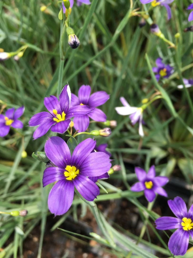 3 Sisyrinchium angustifolium 'Lucerne' Blue-Eyed Grass Live Plant in 3.5" Pots