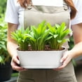 thumbnail image 2 of 5 Set Window Herb Planter Box Rectangular,8.5x3.5 Inch White Plastic Planters with Multiple Drainage Holes and Trays,Indoor Succulent Cactus Mint Flower Pot for Windowsill,Garden Balcony, 2 of 7