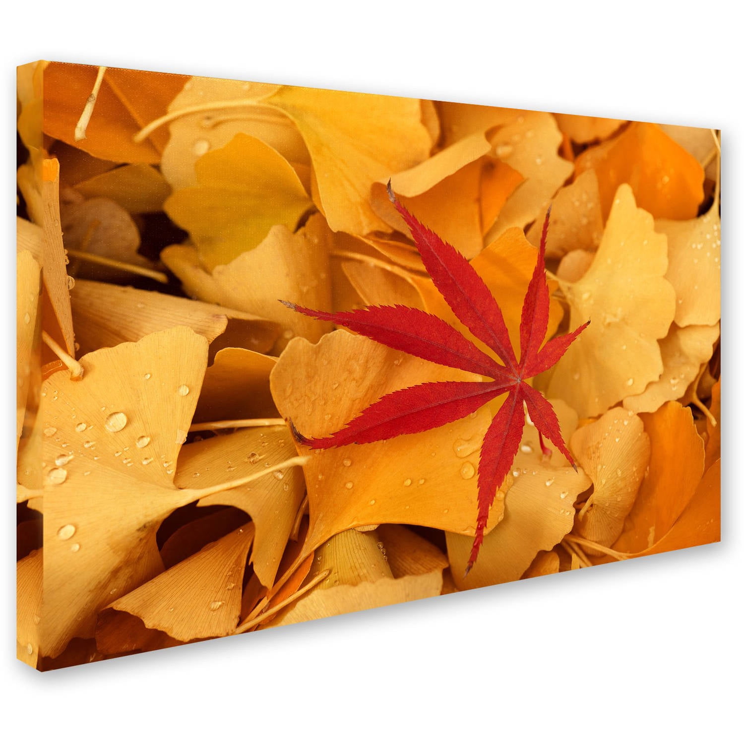 Trademark Fine Art "Red Star" Canvas Art by Philippe Sainte-Laudy