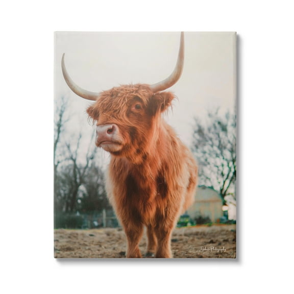 Stupell Industries Highland Cattle Cow Grazing Rural Farmland Sunlight Photograph Gallery Wrapped Canvas Print Wall Art, Design by Dakota Diener