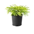 thumbnail image 1 of Old Gold Juniper 2 Gallon, 1 of 3