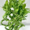 thumbnail image 4 of Lucky Indoor Bamboo - Live Plants - Ships Bare Root - 10-Pack of 12 Inch Curly Stalks - Air Purifying Feng-Shui Zen Garden Houseplants, 4 of 5