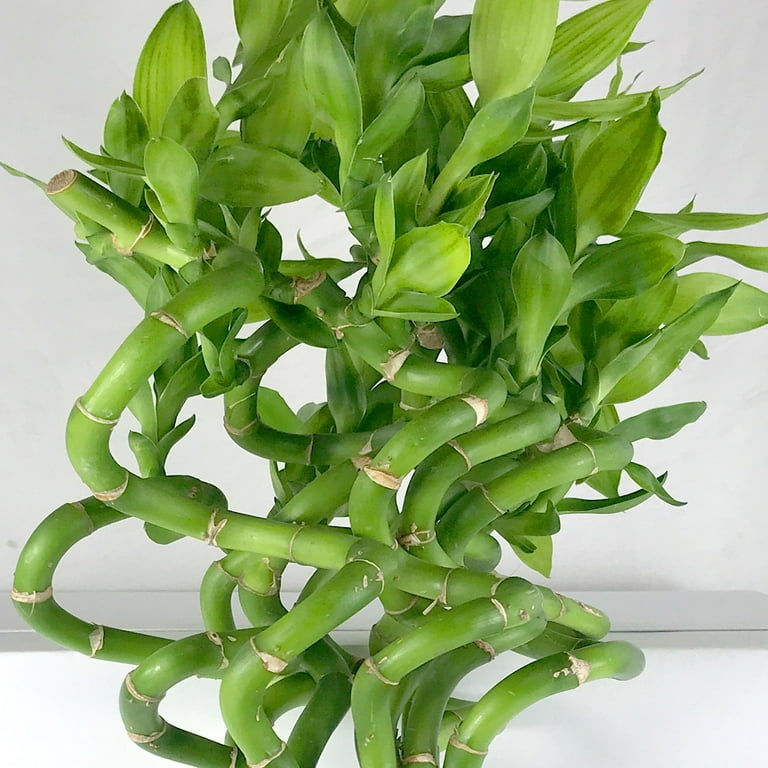 leaf monstera plant 5 Organic SPLIT LEAF PHILODENDRON Monstera Deliciosa Swiss Cheese Plan –  Seedville USA main image 0