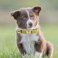 thumbnail image 5 of Colored Velvet Cat Collar Optional Tie Customized Engraved Collar for Small and Large Cats (light Gold Buckle), 5 of 5