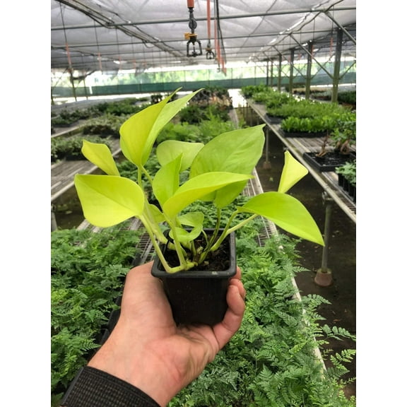 Pothos Neon 3" Pot Live Plant, Indirect Light