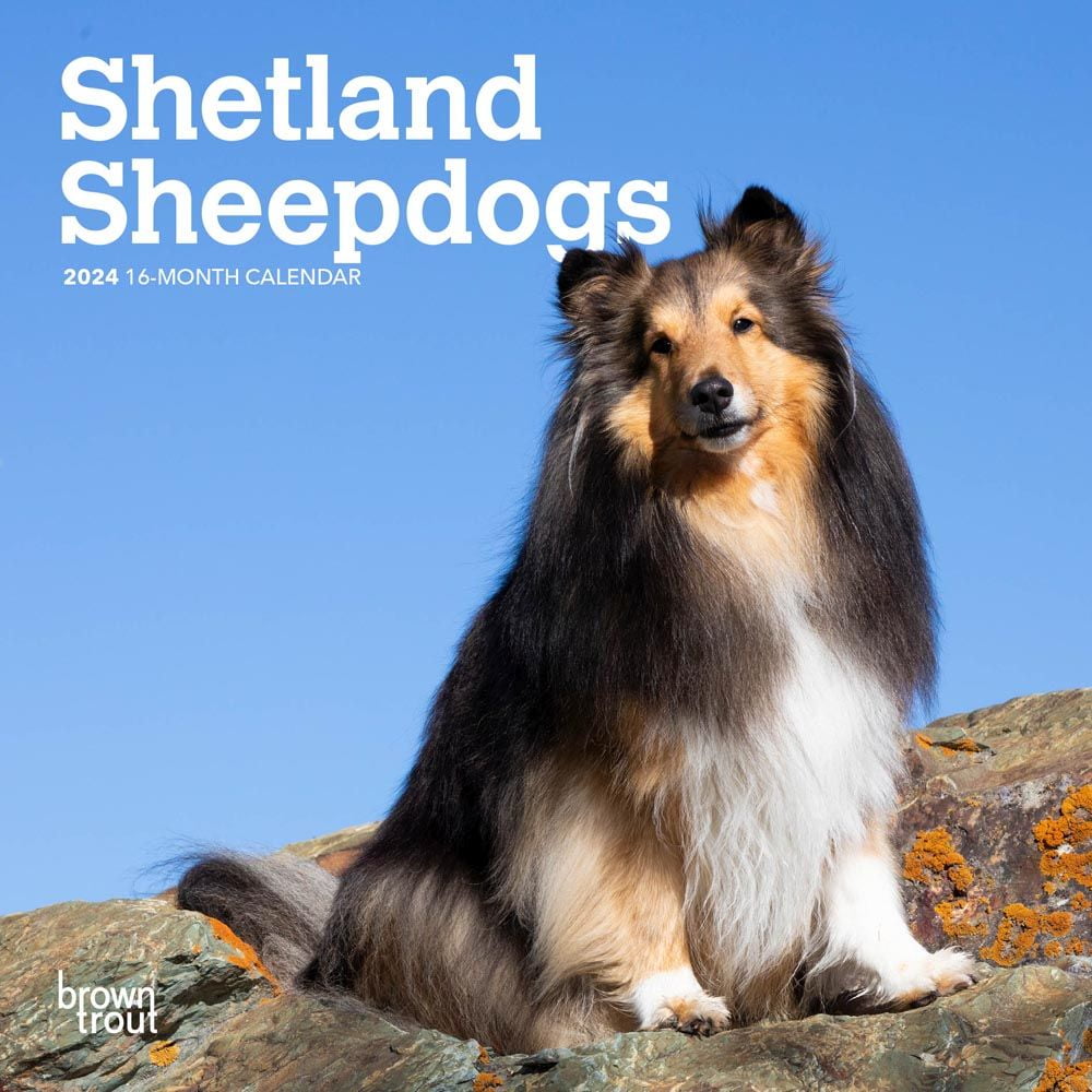 BrownTrout, Shetland Sheepdogs 2024 Mini Wall Calendar