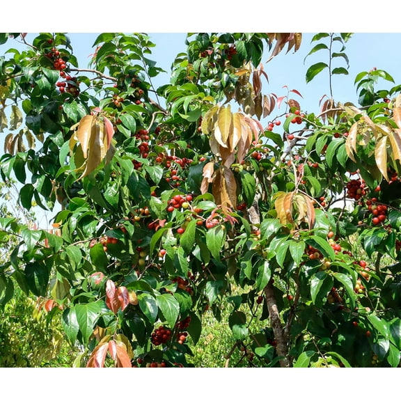 Jamaican Cherry Tree Seeds for Planting (30 Seeds) - Muntingia calabura - Grow Panama Berry Trees