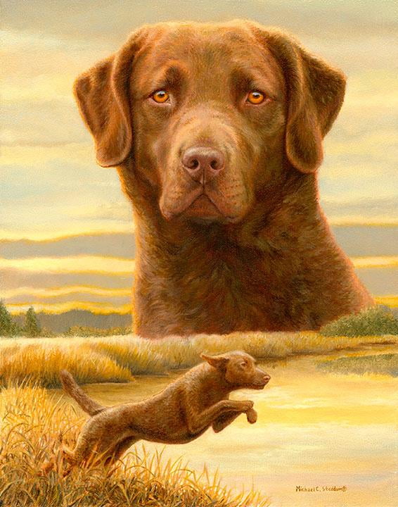 yellow chesapeake bay retriever
