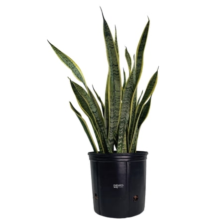 Nature's Way Farms Sansevieria Laurentii Live Plant (25-30 inches tall) in growers pot