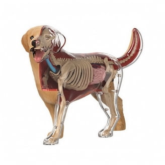 4D Vision Full Skeleton Frog Model - Walmart.com