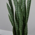 thumbnail image 4 of Nearly Natural 4.5’ Green Sansevieria Artificial Plant in Black Planter, 4 of 4