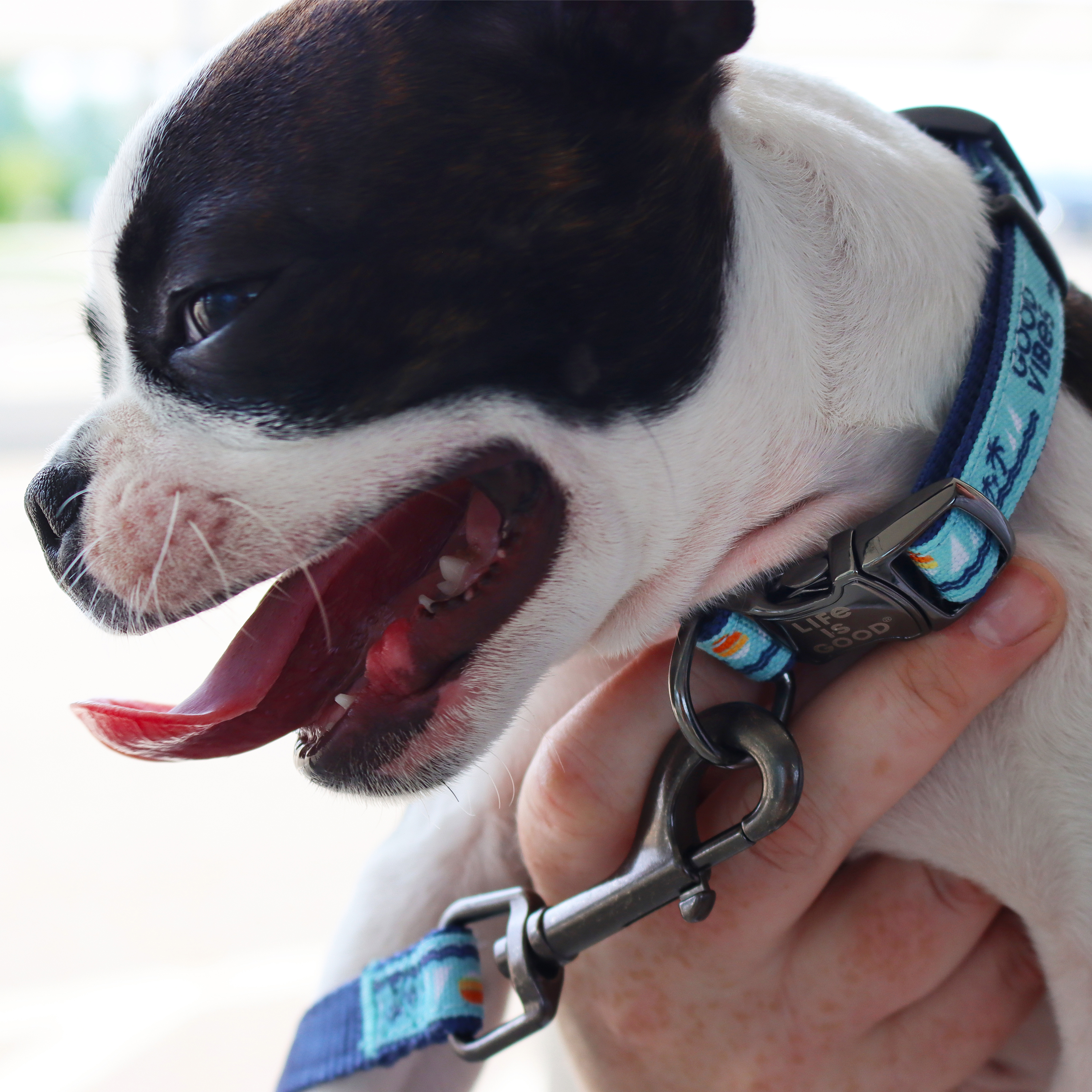 Life is Good® Canvas Overlay Dog Collar, Blue Good Vibes, 5/8" x 12-18"