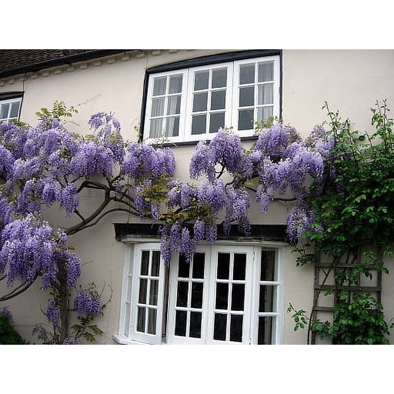 Blue Moon Wisteria Vine - Huge Fragrant Blooms - 4" Pot