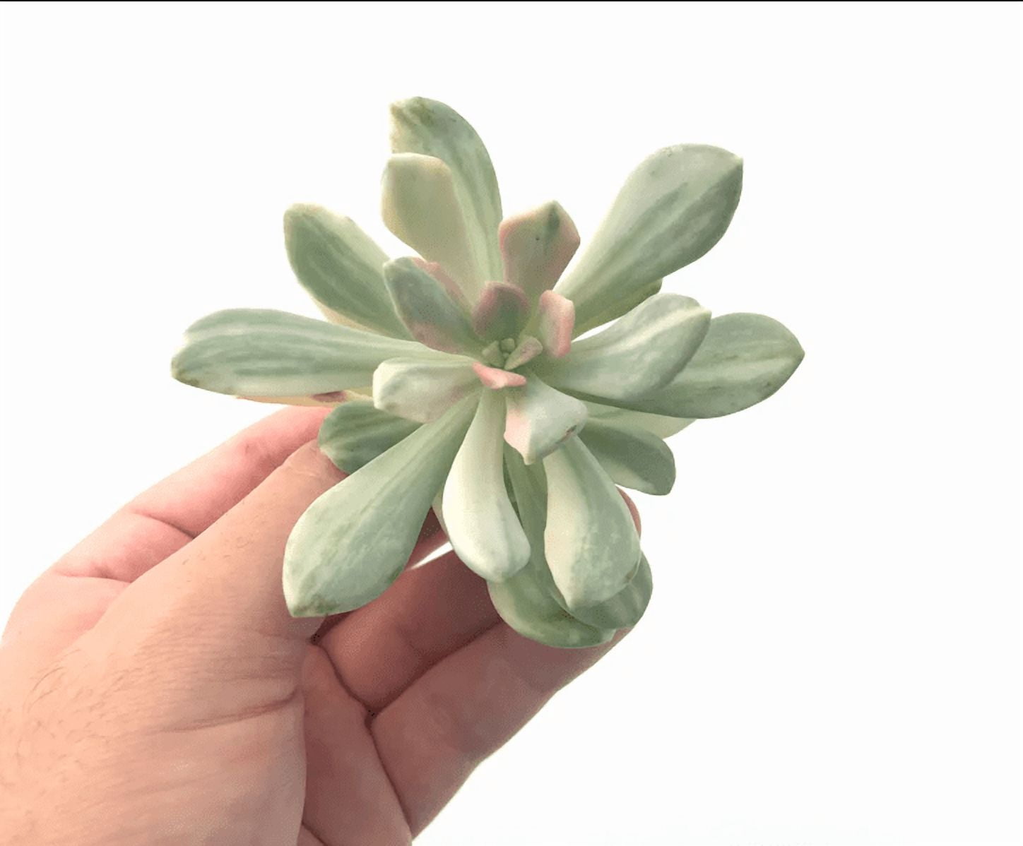 Pachyveria Variegata Succulent Live Plant 2 Inch for Indoor Outdoor Home Office Garden Decor