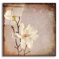 thumbnail image 1 of Epic Art 'Paper Magnolia Duo' by Lightbox Journal, Acrylic Glass Wall Art, 24"x24", 1 of 8