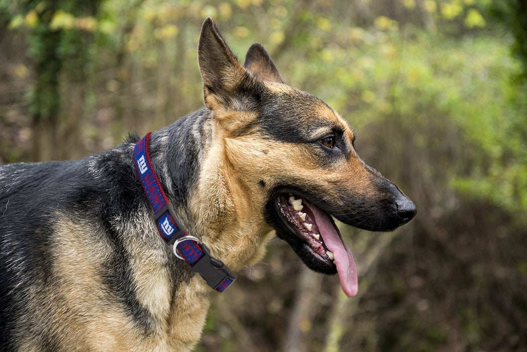 Pets First NFL New York Giants Dog Collar - Heavy-Duty, Durable & Adjustable Football Collar for Dogs/ CATS - Extra Large