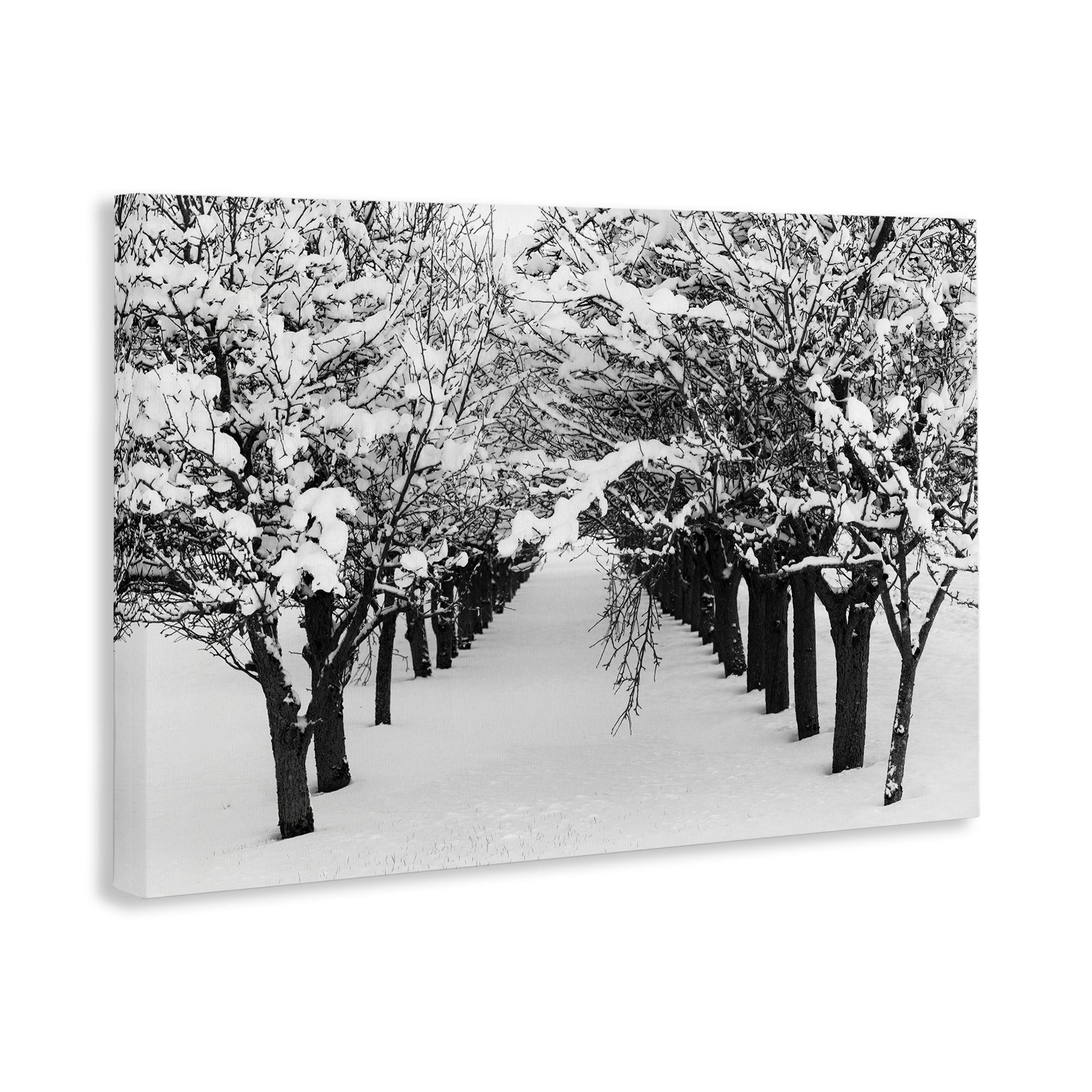 Stupell Industries Winter Tree Pathway Landscape & Nature Photography Wrapped Canvas Art Print Wall Art, 45 x 30