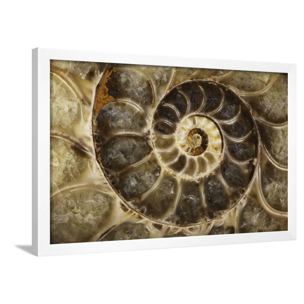 Fossil Ammonite Framed Print Wall Art