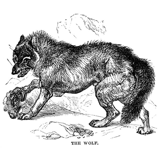 Wolf Attack Nwolf Attacking A Sheep In The Mountains Wood Engraving ...