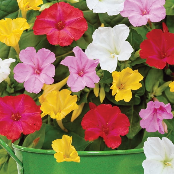 Van Zyverden Patio Four O'Clocks with Green Metal Planter, Soil and Growers Pot 1 Bulb Multicolor Partial Sun Fragrant 2 lb