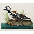 thumbnail image 2 of Audubon, John James 18x15 Gold Ornate Wood Framed with Double Matting Museum Art Print Titled - Hooded MerganserÂ , 2 of 4