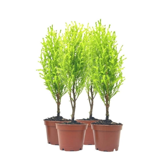 4-PK Live Dwarf Lemon Cypress, Cupressus macrocarpa ‘Goldcrest Wilma,’ Live Indoor Tree, Houseplant, Garden Plant, Fragrant Plant, 2.5-inch Pot(s)
