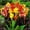 E, variant on Canna, Low Maintenance - Easy Grow - Ideal for Beds Borders, Plant Pots & Planters