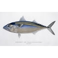 thumbnail image 2 of Rastrelliger Kanagurta, Indian Mackerel Poster Print By Mary Evans Natural History Museum (24 X 18), 2 of 4