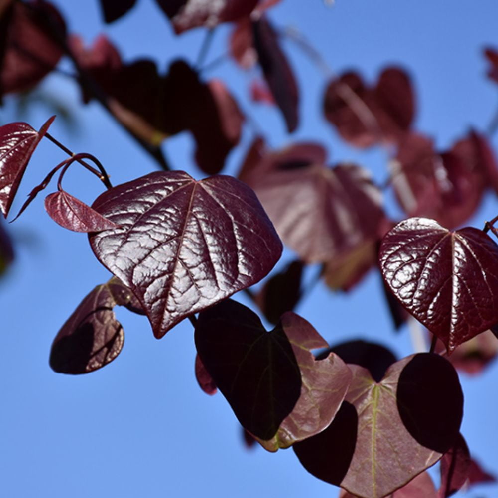 Expert Gardener Merlot Redbud Tree, 2-3 ft Tall, 5 gal Grower Pot