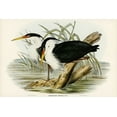 thumbnail image 2 of Gould, John 32x23 White Modern Wood Framed Museum Art Print Titled - Pied Egret-Herodias picata, 2 of 4