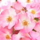 thumbnail image 2 of Crema de ojos Weleda Wild Rose Suavizante 10 ml, 2 of 4