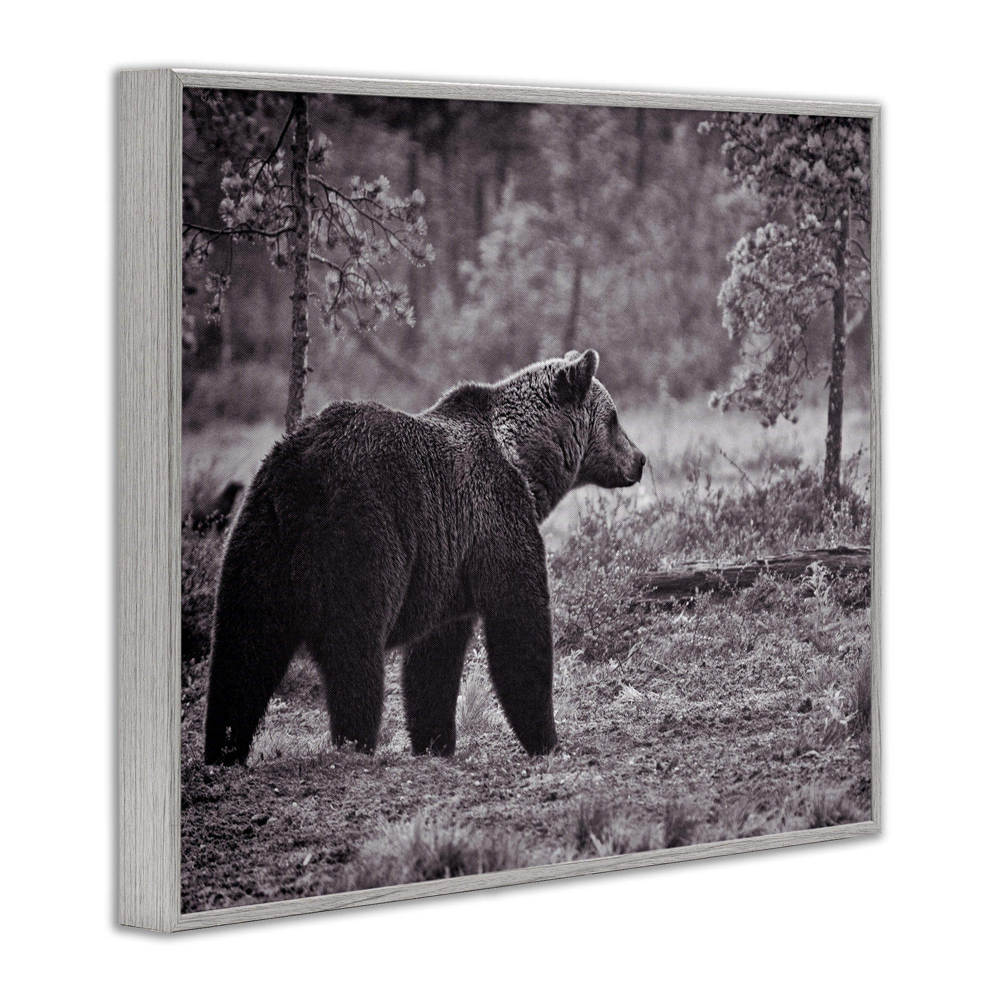 Stupell Industries Bear Stepping in Forest Animals & Insects Photography Gray Framed Art Print Wall Art, 14 x 11