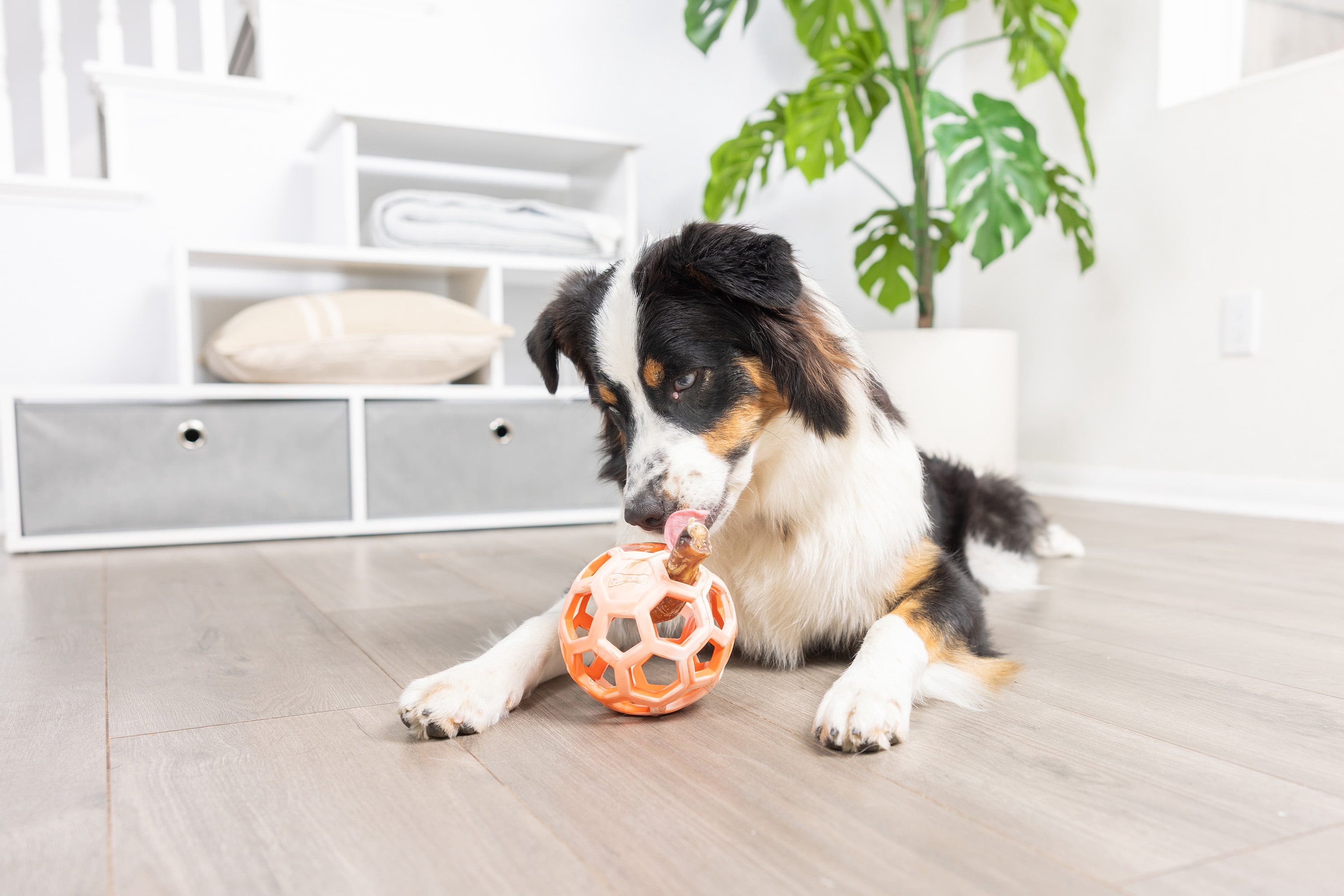 Chuckit! Holee Roller Dog Treat Puzzle Ball, Medium 2.5", Orange – Treat & Chew Toy for Dogs 20–60 lb, Pack of 1