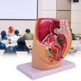 thumbnail image 3 of Female Vagina Anatomical Model Lifesize Median Sagittal Section, 3 of 5