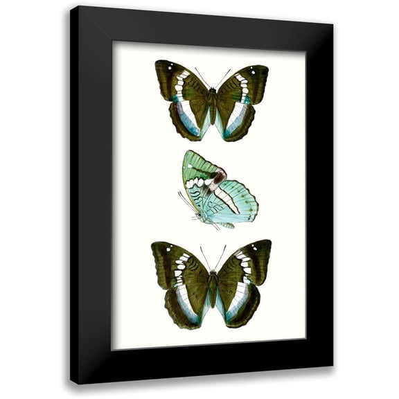 Vision Studio 11x14 Black Modern Framed Museum Art Print Titled - Butterfly Specimen II