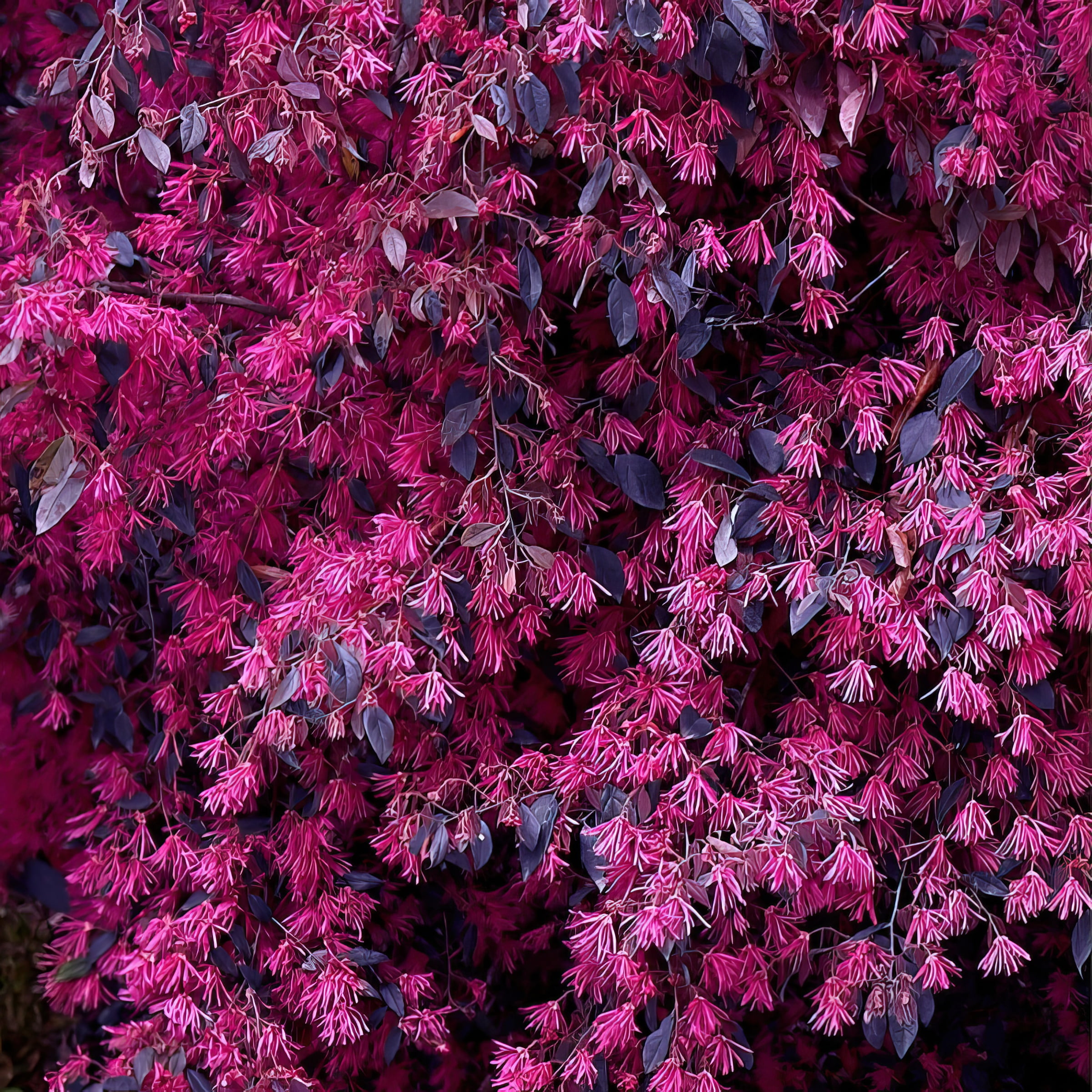 Live Shrub 2 gal Red Chocolate Loropetalum with Full Sunlight