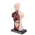 thumbnail image 1 of Human Body Model, Lifelike 8 Detachable Organs Anatomy Figure  for Science Classroom, 1 of 7