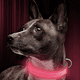 thumbnail image 5 of Blazin - Collar para perro con luz LED, pies de visibilidad, más brillante para seguridad nocturna, 5 of 6
