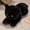 Black, variant on Premium Stuffed Animal Plush Toy Realistic Cat Plush Animals Cute Kitten Plushies Toy Gifts for Boys and Girls
