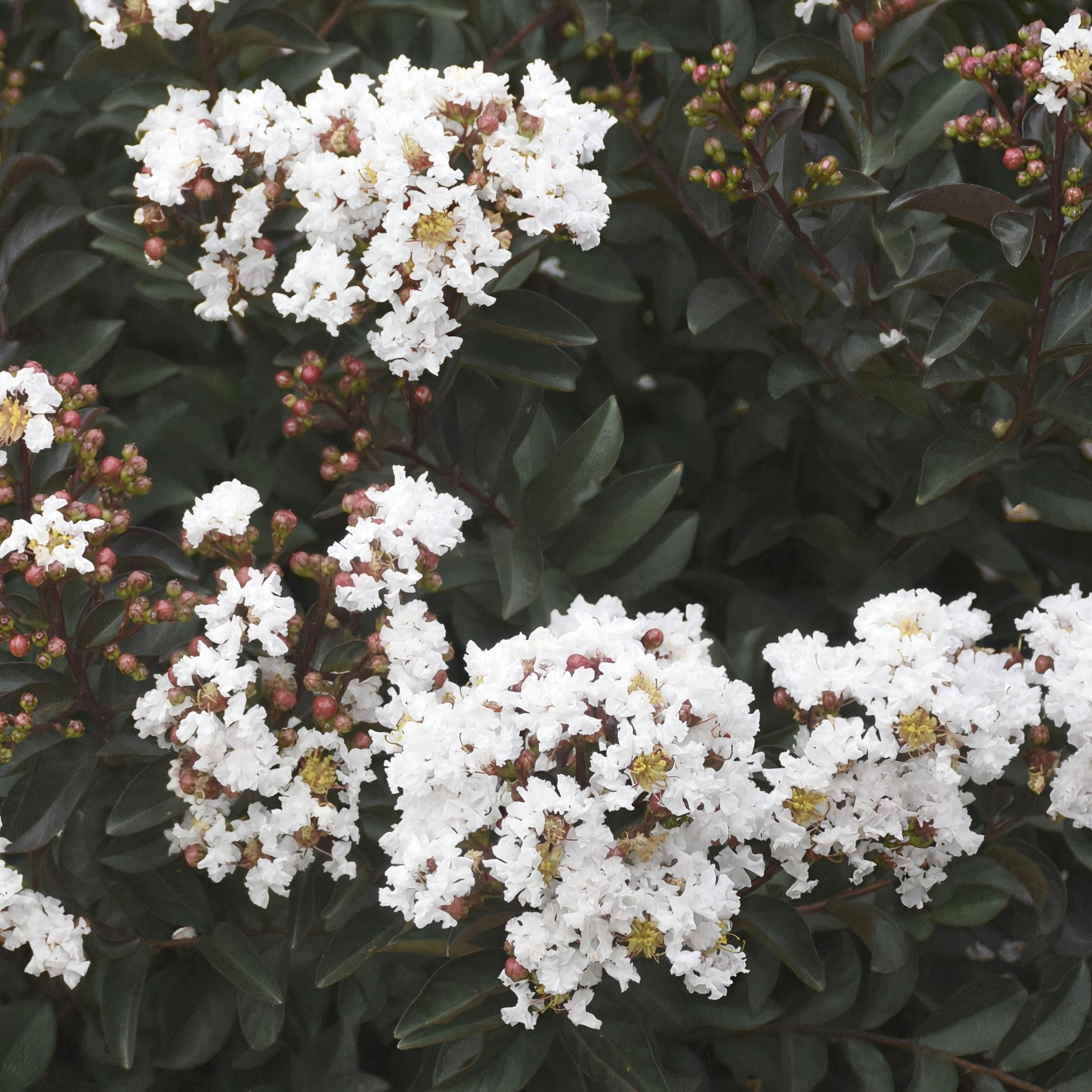 3 gal. Crape Myrtle Thunderstruck White Lightning Tree